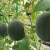 Gói 10 hạt giống dưa hấu Nhật Natsu