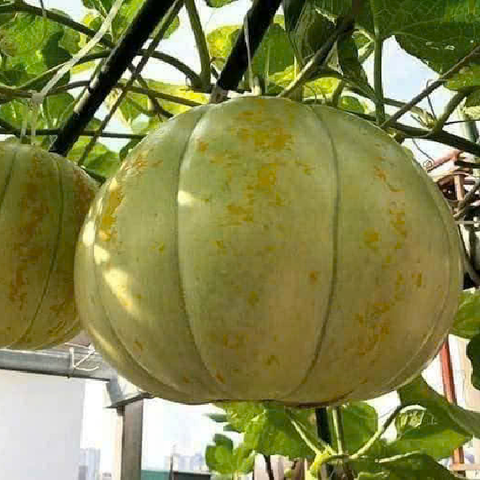 Gói 15 hạt giống dưa bở sáp cổ