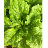 Hạt giống xà lách hàn quốc