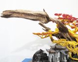  Trầm Cảnh Bonsai TC09 