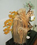  Trầm Cảnh Bonsai TC011 