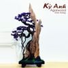  Trầm Cảnh Bonsai TC06 