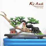  Trầm Cảnh Bonsai TC10 