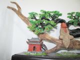  Trầm Cảnh Bonsai TC10 