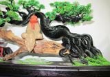  Trầm Cảnh Bonsai TC10 