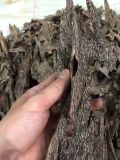  Trầm Hương Tự Nhiên - TTN03 