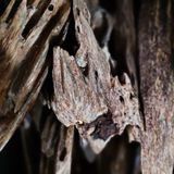  Trầm Hương Tự Nhiên - TTN05 