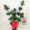 Cây thông trang trí Noel mini gắn trái thông