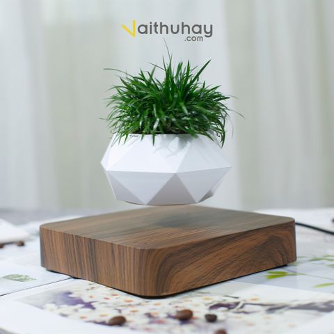  Chậu Cây Lơ Lửng Levitating Plant - Sáng tạo trong việc chăm sóc cây trong nhà 