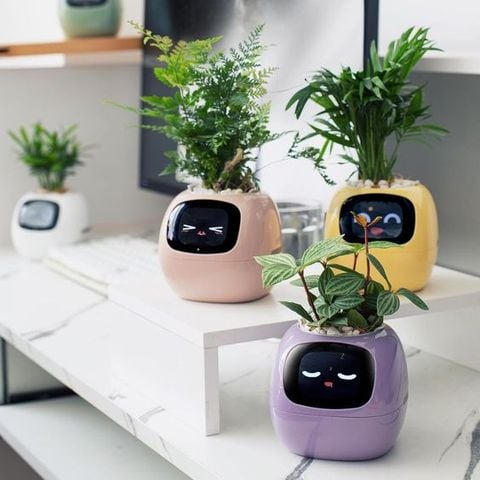  Robot chậu cây thông minh IVY - Tích hợp công nghệ AI với trí thông minh cảm xúc 