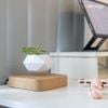  Chậu Cây Lơ Lửng Levitating Plant - Sáng tạo trong việc chăm sóc cây trong nhà 