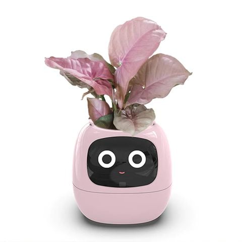  Robot chậu cây thông minh IVY - Tích hợp công nghệ AI với trí thông minh cảm xúc 