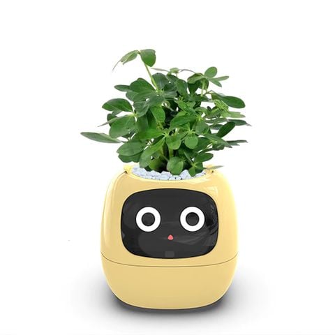 Robot chậu cây thông minh IVY - Tích hợp công nghệ AI với trí thông minh cảm xúc 