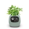  Robot chậu cây thông minh IVY - Tích hợp công nghệ AI với trí thông minh cảm xúc 