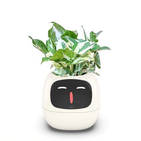  Robot chậu cây thông minh IVY - Tích hợp công nghệ AI với trí thông minh cảm xúc 