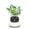  Robot chậu cây thông minh IVY - Tích hợp công nghệ AI với trí thông minh cảm xúc 