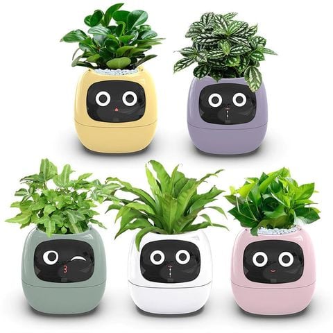  Robot chậu cây thông minh IVY - Tích hợp công nghệ AI với trí thông minh cảm xúc 