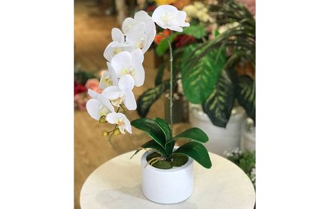 binh-lan-ho-diep-mot-canh-chau-trang