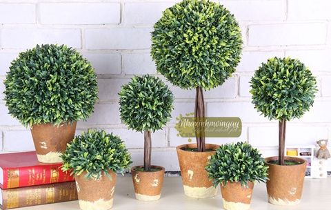 bo-cay-bonsai-chau-nau