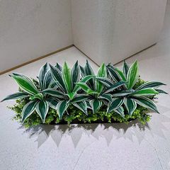 Hộp cây lưỡi hổ giả trang trí hiện đại