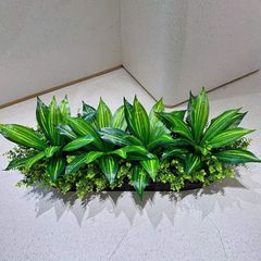 Hộp cây lưỡi hổ giả trang trí hiện đại