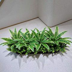 Hộp cây lưỡi hổ giả trang trí hiện đại