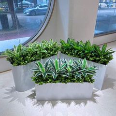 Hộp cây lưỡi hổ giả trang trí hiện đại