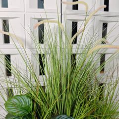 Chậu cây cỏ lau đuôi chồn giả trang trí dài 50 cm