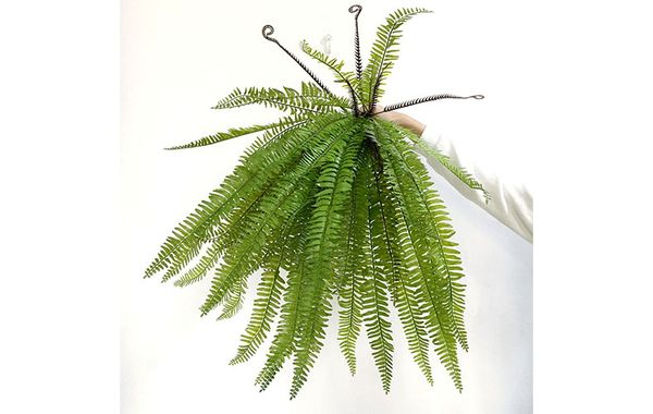 Bụi lá dương xỉ Mỹ lá dài