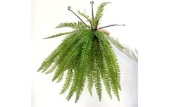 Bụi lá dương xỉ Mỹ lá dài