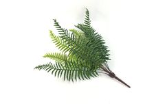 Bụi lá dương xỉ khổng tước giả trang trí