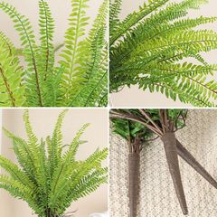 Bụi lá dương xỉ lá me giả cao cấp