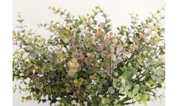 Bụi lá kim tiền tai chuột