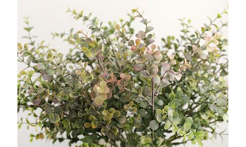 bui-la-kim-tien-tai-chuot