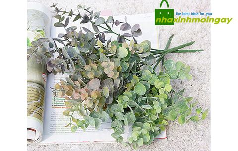 Bụi lá tai chuột thân ngắn