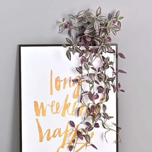 Bụi lá thài lài rũ trang trí