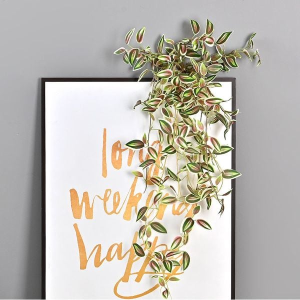 Bụi lá thài lài rũ trang trí