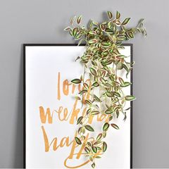 Bụi lá thài lài rũ trang trí