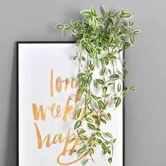 Bụi lá thài lài rũ trang trí