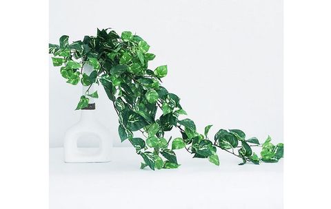 bui-la-trau-ba-day-leo-loai-lon