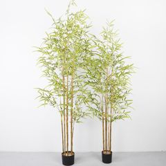 Bụi trúc giả thân vàng trang trí