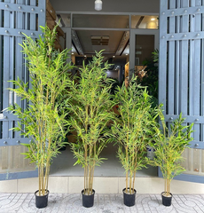 Bụi trúc giả thân vàng trang trí