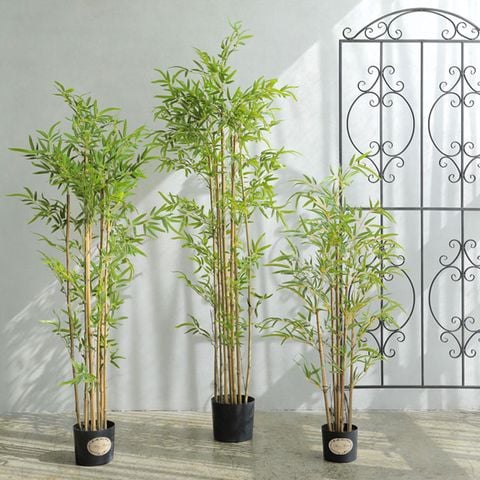 Chậu Trúc Giả Thân Vàng Trang Trí Sự Lựa Chọn Hoàn Hảo Cho Không Gian