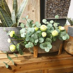 Cành khuynh diệp lá tròn trang trí