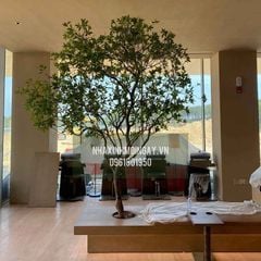 Cây Asebi giả trang trí cao 3 mét