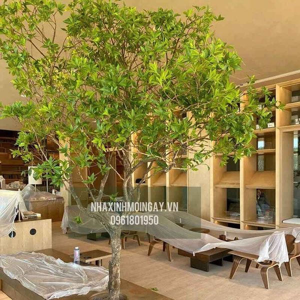 Cây Asebi giả trang trí cao 3 mét