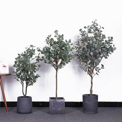 Cây bạch đàn lá tròn