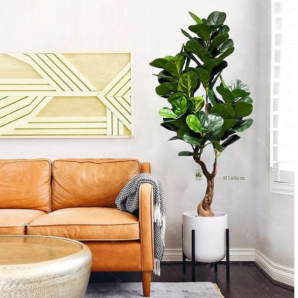 Cây bàng Singapore giả dáng bonsai