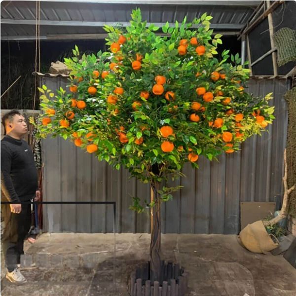 Cây cam giả trái vàng cao 2 - 4 mét