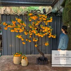Cây cam giả trái vàng cao 2 - 4 mét